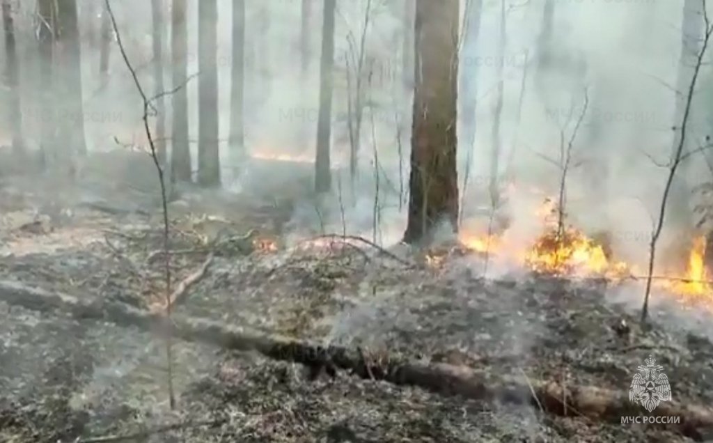 Лесной пожар вблизи н.п. Волынево Вичугского района Ивановской области